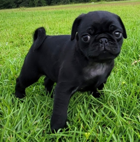 Prod�m kr�sn� �t��ata �ern�ho mopse