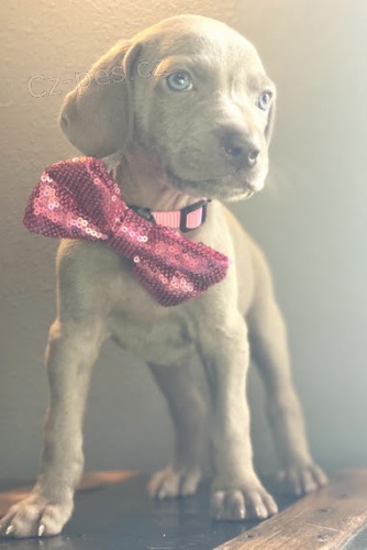 �t��ata v�marsk�ch oha�� na prodej