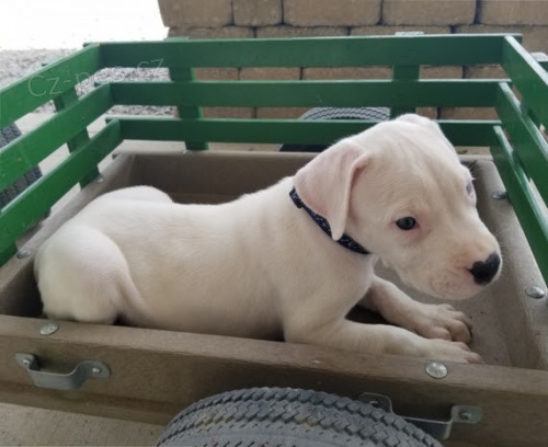 �t��ata Argentinsk�ho doga k adopci.