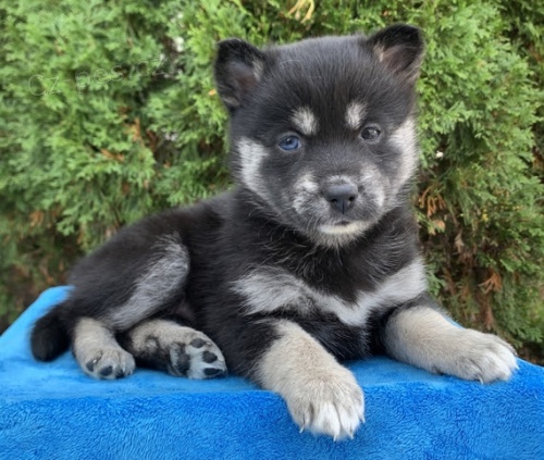 Prod�m �t��ata Pomsk�ho (k��enec sibi�sk�ho huskyho a pomeraniana).