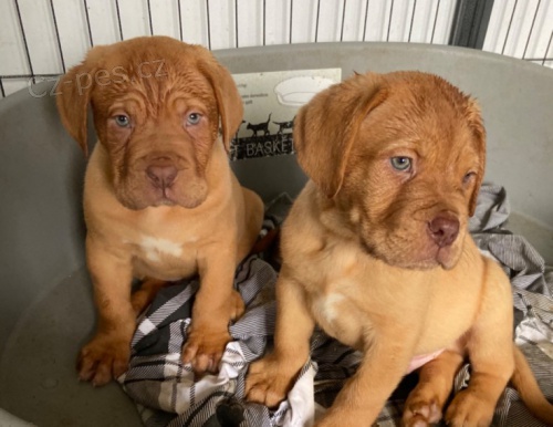 �t��ata Bordeauxsk� dogy k adopci. Jsou o�kovan� a od�erven�.