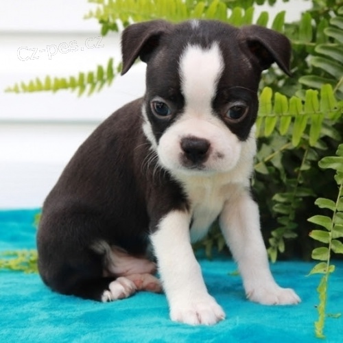 Prod�m �t��ata bostonsk�ho teri�ra