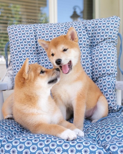 Prod�m o�kovan� a od�erven� �t��ata shiba inu