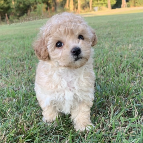 Prod�m o�kovan� a od�erven� �t��ata Maltipoo.