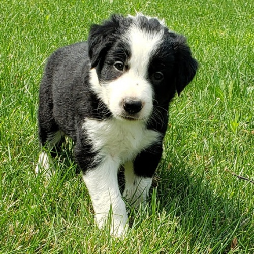 Prod�m o�kovan� a od�erven� �t��ata border kolie