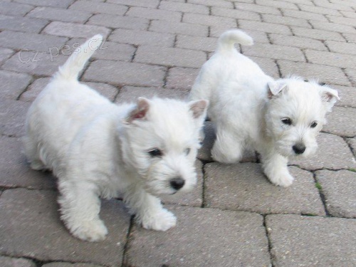Prod�m mini �t��ata West Highland White Terriers