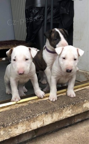 Prod�m kr�sn� MINI o�kovan� �t��ata bulteri�ra.