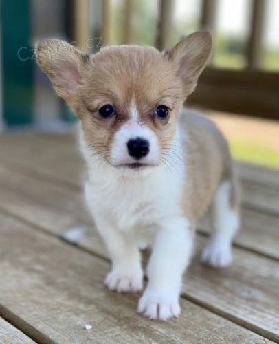 Prod�m o�kovan� mini �t��ata Pembroke Welsh Corgi.