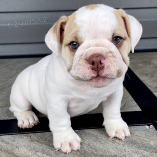 Prod�m mini �t��ata anglick�ho buldo�ka