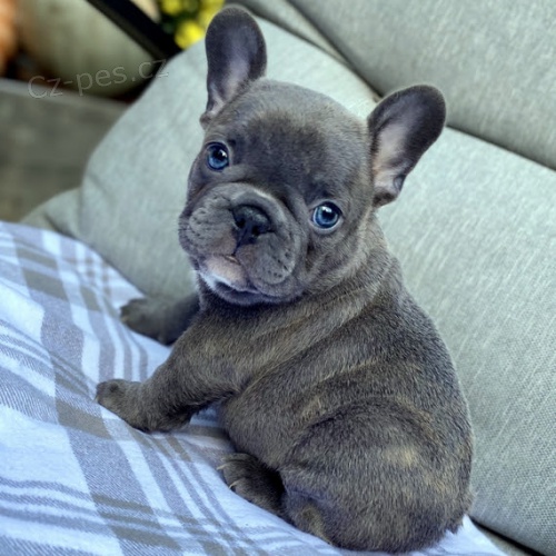 Prod�m ZDRAV� a O�KOVAN� �t��ata francouzsk�ho buldo�ka.