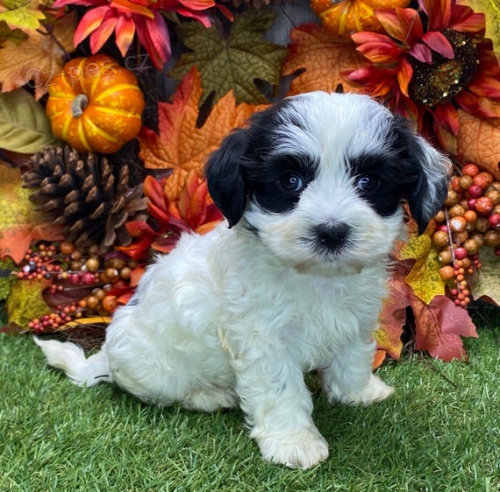 Prod�m o�kovan� a od�erven� �t��ata Havana.