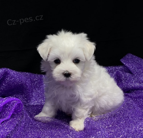 PROD�M O�KOVAN� miniaturn� �t��ata malt�z�k�.