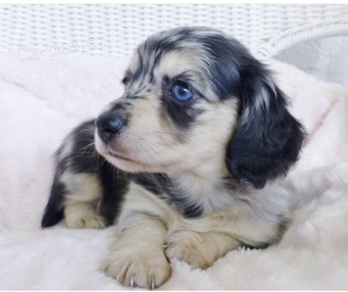 Prod�m zdrav� a o�kovan� �t��ata jezev��k�