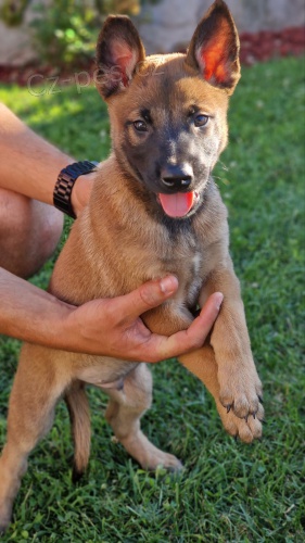 Belgick� ov��k malinois