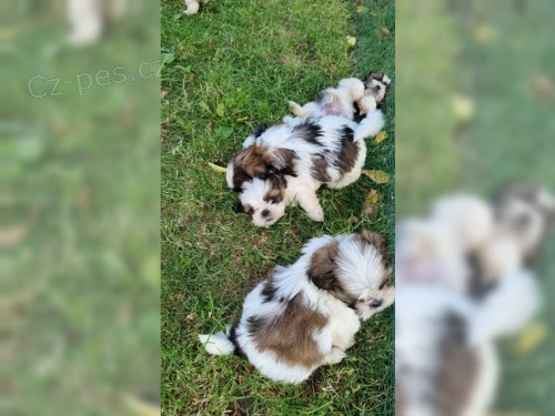 Shih Tzu �t��ata 