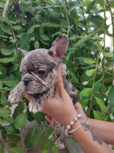 Francouzsk� buldo�ek �t��ata