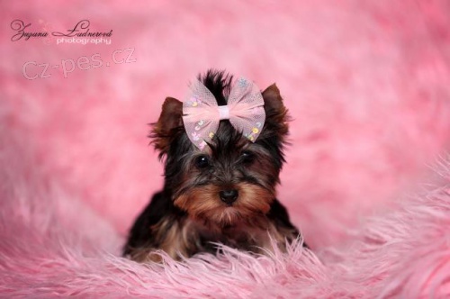 York��rkov� s PP (rodokmeny)