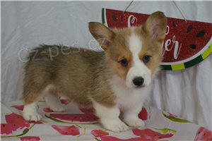 Hrav� vel�sk� �t���tka Corgi Pembroke.