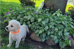 Roztomil� �t��ata zlat�ho retr�vra.