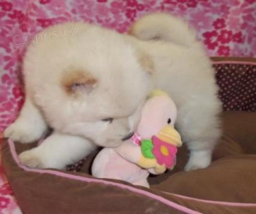 �ist� �t��ata Chow Chow.