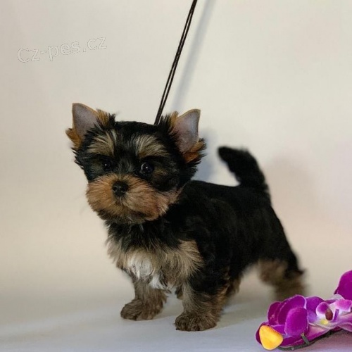 Prod�m �t��ata jork��rsk�ho teri�ra. �t��ata jsou v�echna o�kovan� a zdrav�