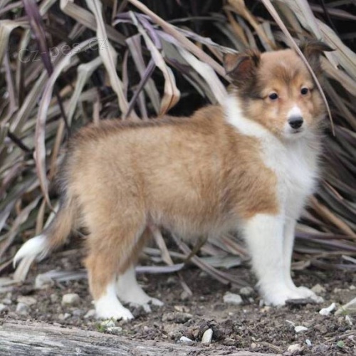 Prod�m �t��ata SHELTIE