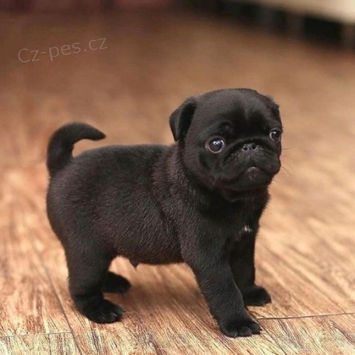 o�kovan� a zdrav� �t��ata �ern�ho mopse k adopci