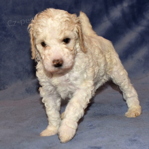 Standardn� o�kovan� �t��ata pudla k adopci.