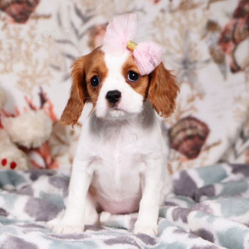 Prod�m o�kovan� �t��ata Kaval�r King Charles Spaniel.