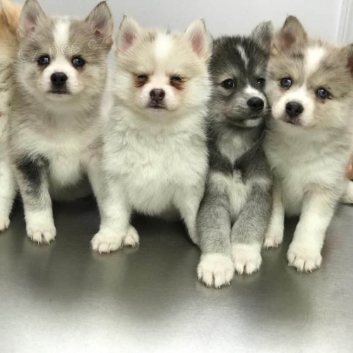 Kr�sn� �t��ata Pomskies na prodej (k��enec sibi�sk� husky a pomeranian)