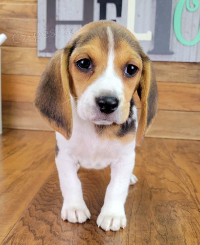 O�kovan� �t��ata b�gla k dispozici a p�ipravena k prodeji.