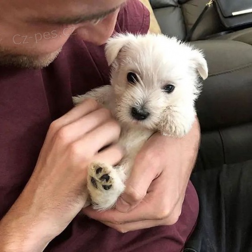 �t��ata West Highland White Terriers k adopci