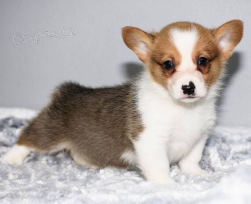 O�kovan� a od�erven� �t��ata Pembroke Welsh Corgi k adopci.