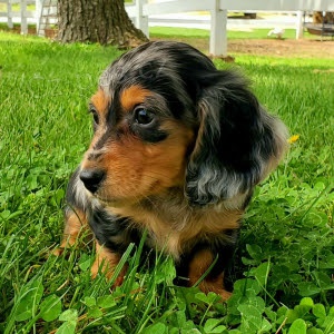 �t��ata dlouhosrst�ch jezev��k� k adopci