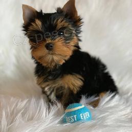 �istokrevn� �t��ata mini jork��rsk�ho teri�ra