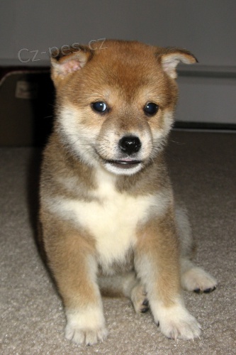�t��ata Shiba Inu k adopci