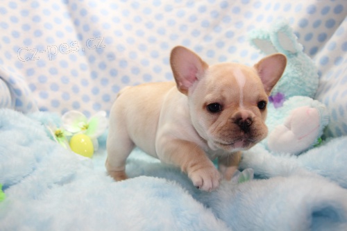 �t��ata francouzsk�ho buldo�ka k adopci