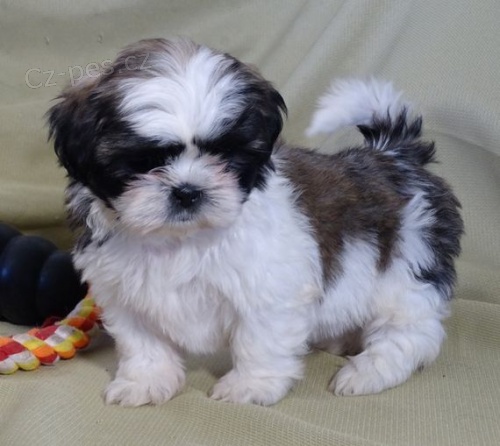 Prod�m �t��ata Shih Tzu
