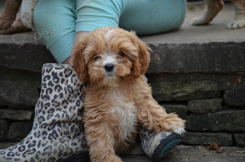 cavapoo �t��ata na prodej