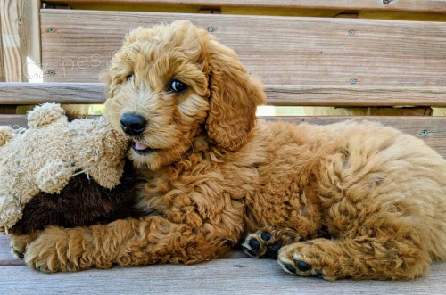 Goldendoodle �t��ata