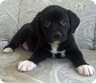 Prod�m �t��ata americk�ho buladora