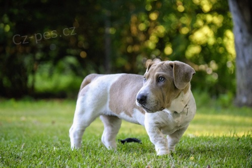 Prod�m �t��ata Ba-Shar