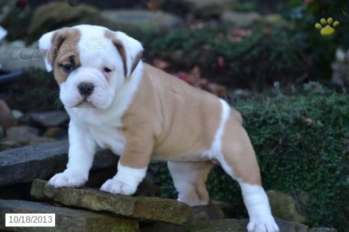 �t��ata beabulla na prodej