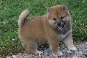 Registrovan� �t��ata Shiba.