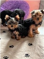 �t��ata Yorkshirsk�ho teri�ra.