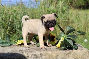 Mops �t��ata p�ipravena.