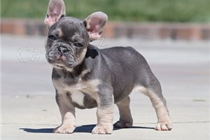 Rodokmen �t��at francouzsk�ho buldoka.