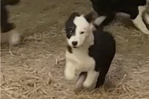 �t��ata border kolie.