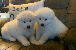 Kc reg Samoyed �t��ata.