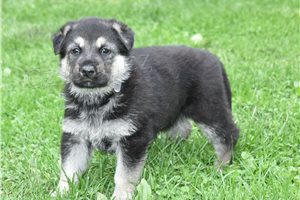 N�meck� �t��ata Shepard.